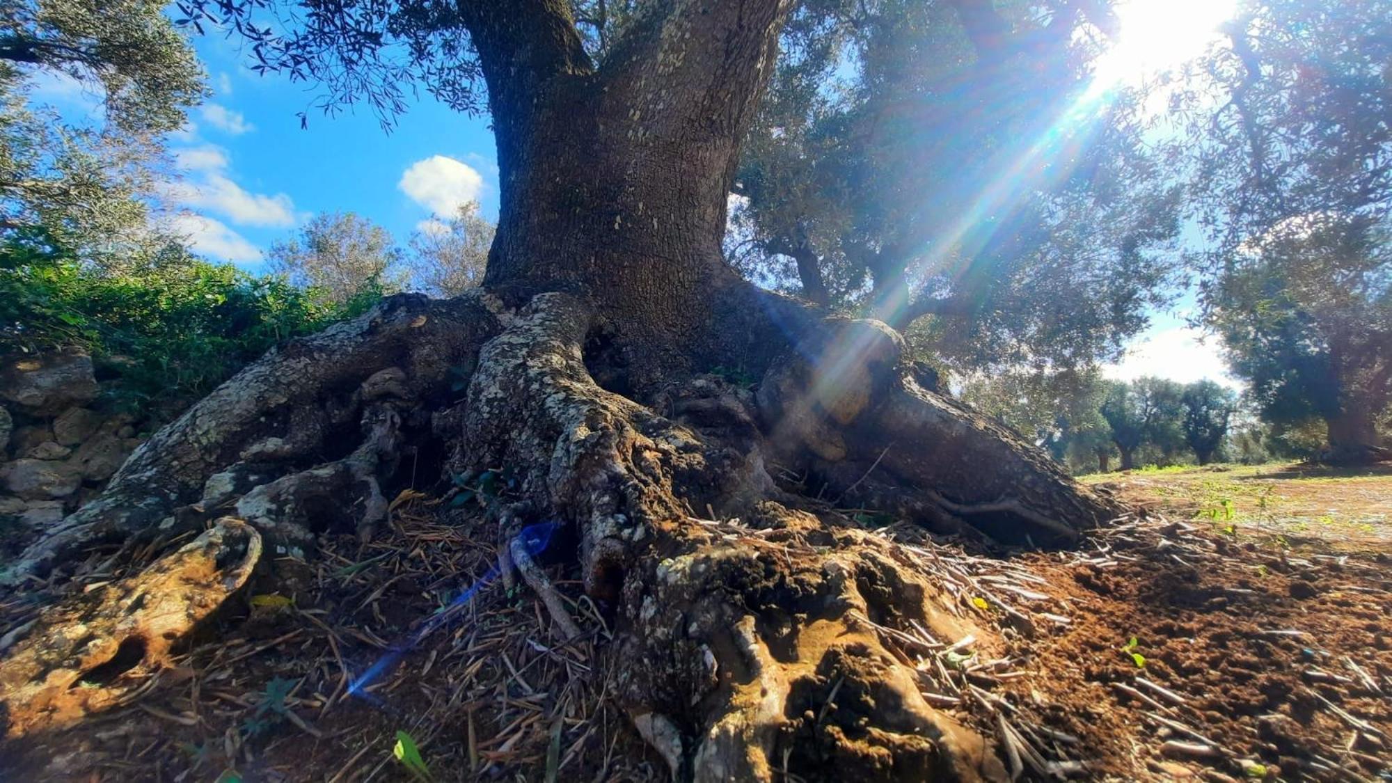 Tenuta La Pomona Ostuni Exteriér fotografie